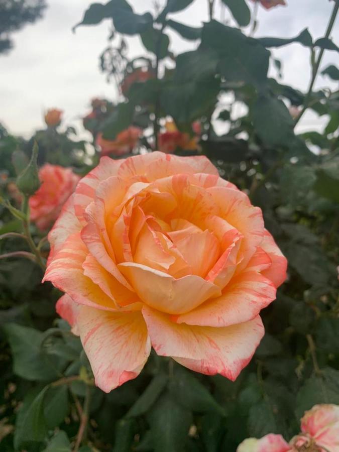 세글리에 메사피카 Il Giardino Degli Antichi Sapori 빌라 외부 사진
