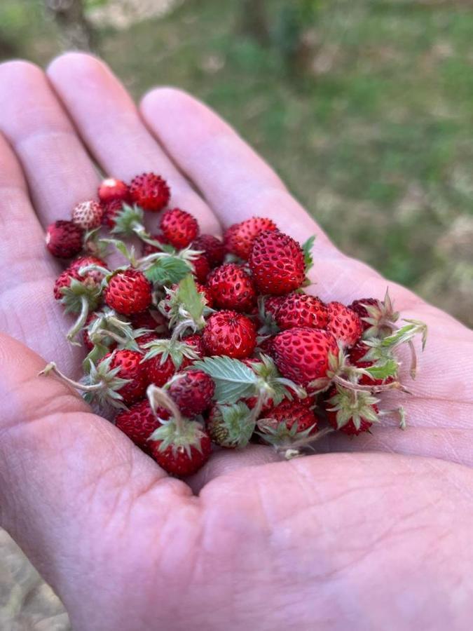 세글리에 메사피카 Il Giardino Degli Antichi Sapori 빌라 외부 사진